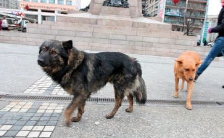 Maidanezii pot fi eutanasiaţi. Camera Deputaţilor a adoptat Legea câinilor comunitari