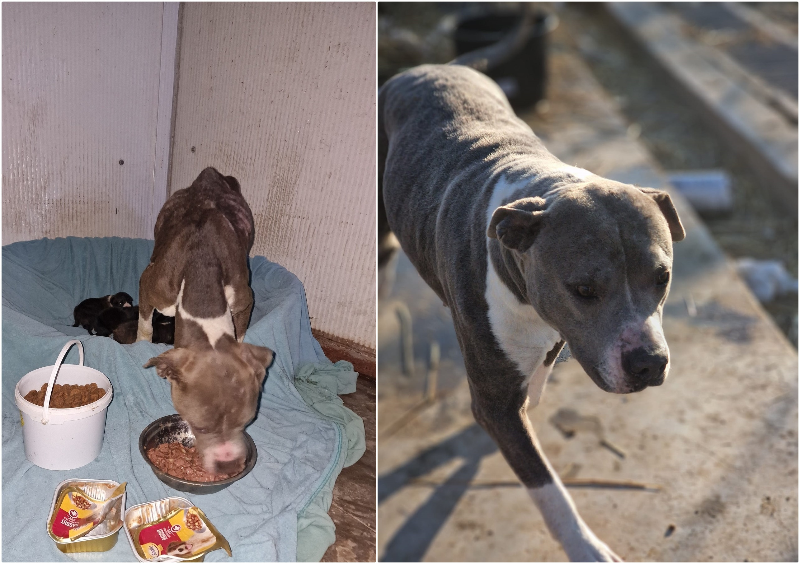 Zora şi-a protejat puii aproape cu preţul vieţii. Acum, îşi caută o familie