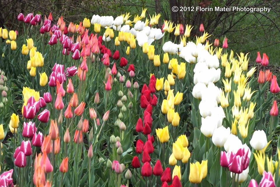 La Grădina Botanică - Simfonia Lalelelor