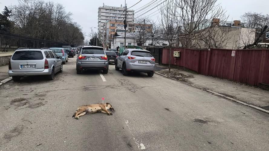 O cățelușă fără adăpost a fugit cu seringa de tranchilizant