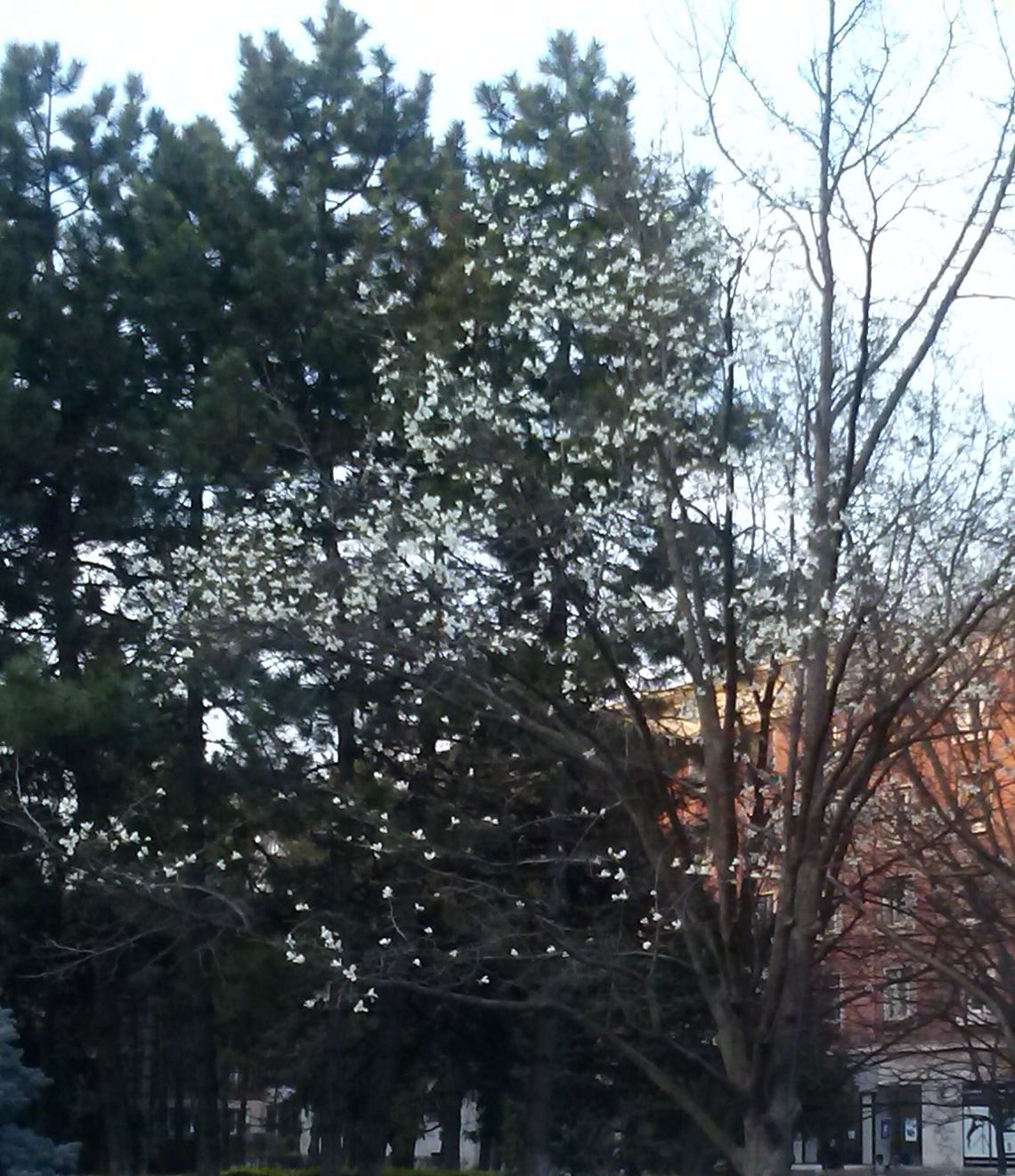 Primăvară pe bune! Au înflorit iar magnoliile şi la Galaţi