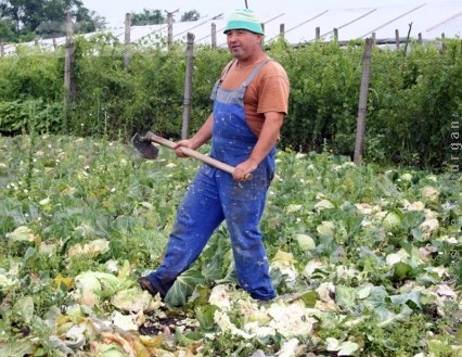 Masacrul verzei de la Barcea