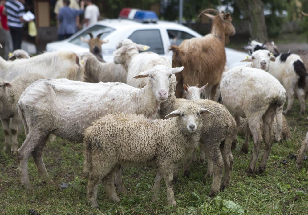 Cum va arăta Galaţiul în 2020 - „ciobănit urban” şi turism verde-albastru