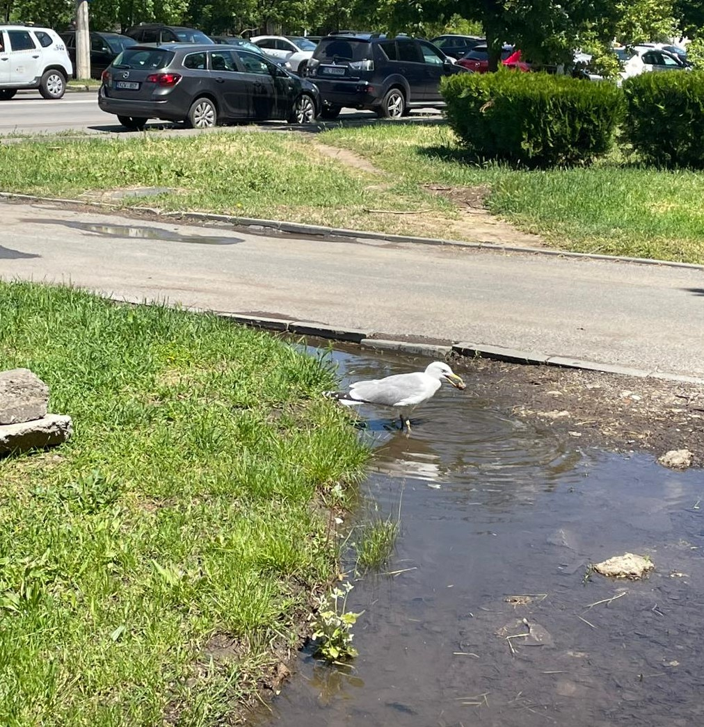 Poza zilei. Pescăruşul de Ţiglina III