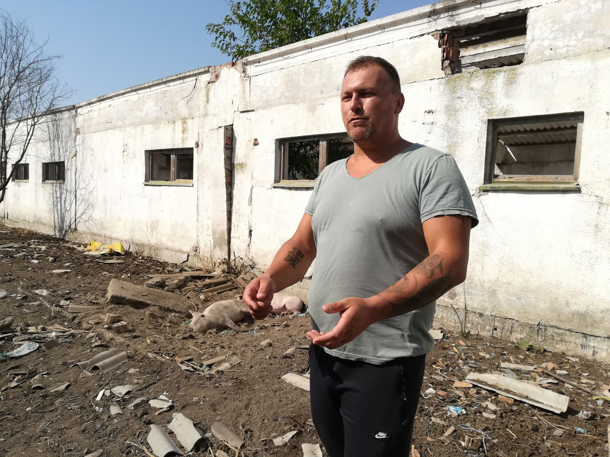 ACUZAȚII GRAVE la adresa autorităţilor sanitar-veterinare. PESTA PORCINĂ a făcut ravagii într-o fermă de lângă oraşul Galați