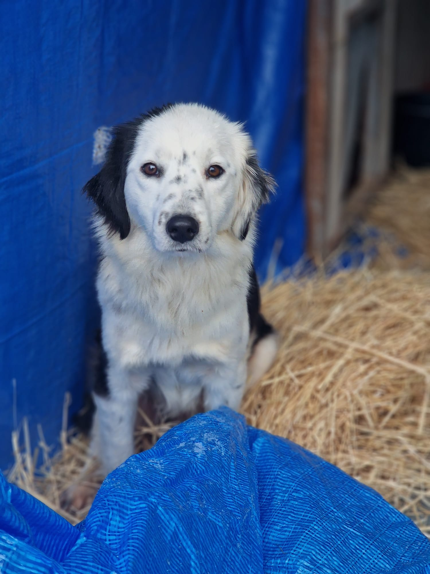 Collie, ieşită din iadul de la Suraia, îşi caută familie