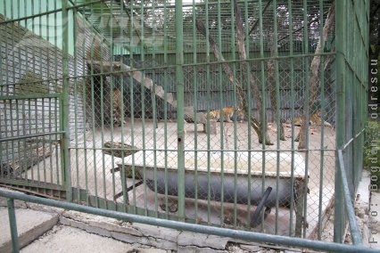 Vizită neplăcută la Parcul Zoologic din Pădurea Gârboavele