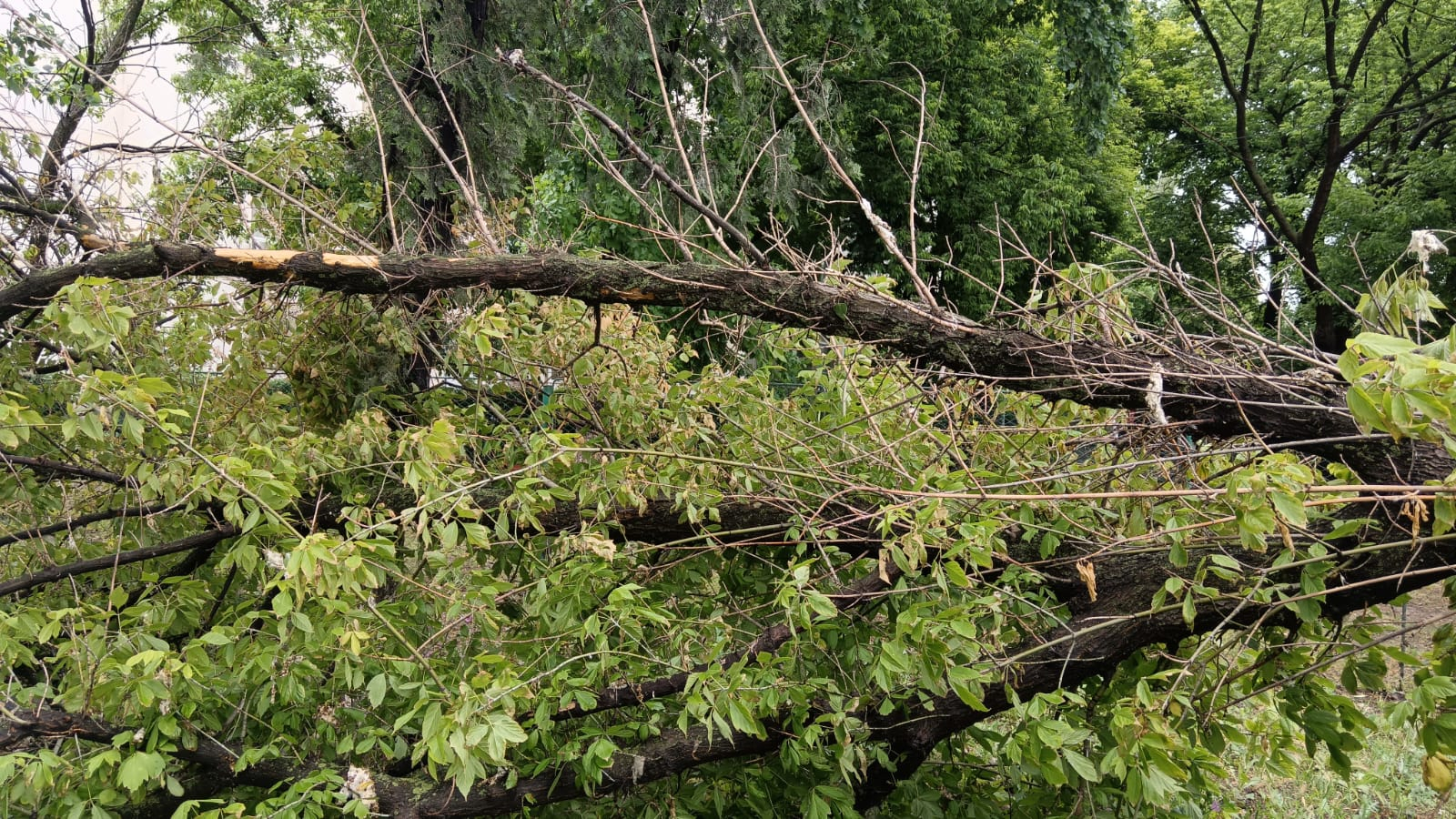 Poza zilei. Pericolul din curtea şcolii