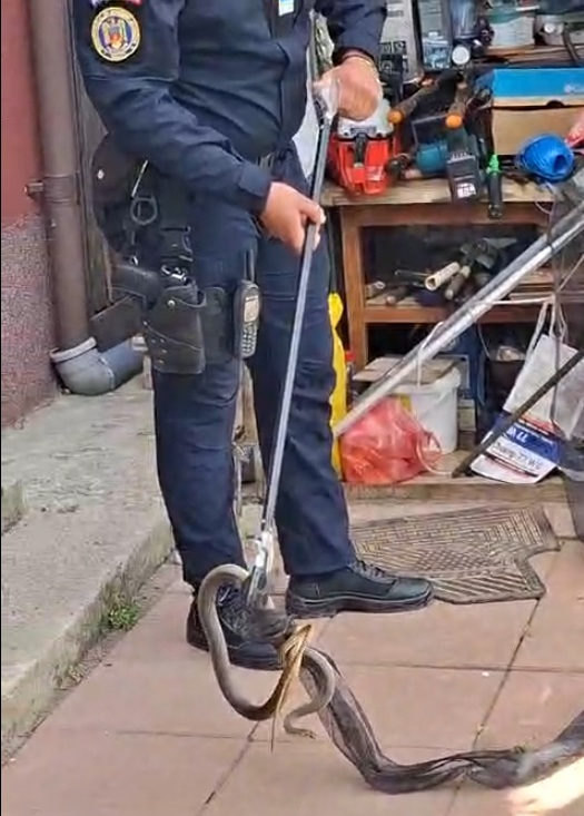 Jandarmii, chemaţi să scape o gospodină de un musafir nepoftit (VIDEO)