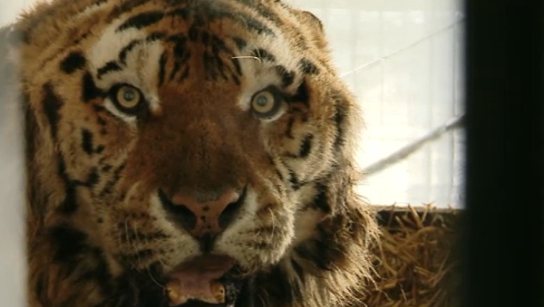 Tigru scăpat în tribune, printre spectatori