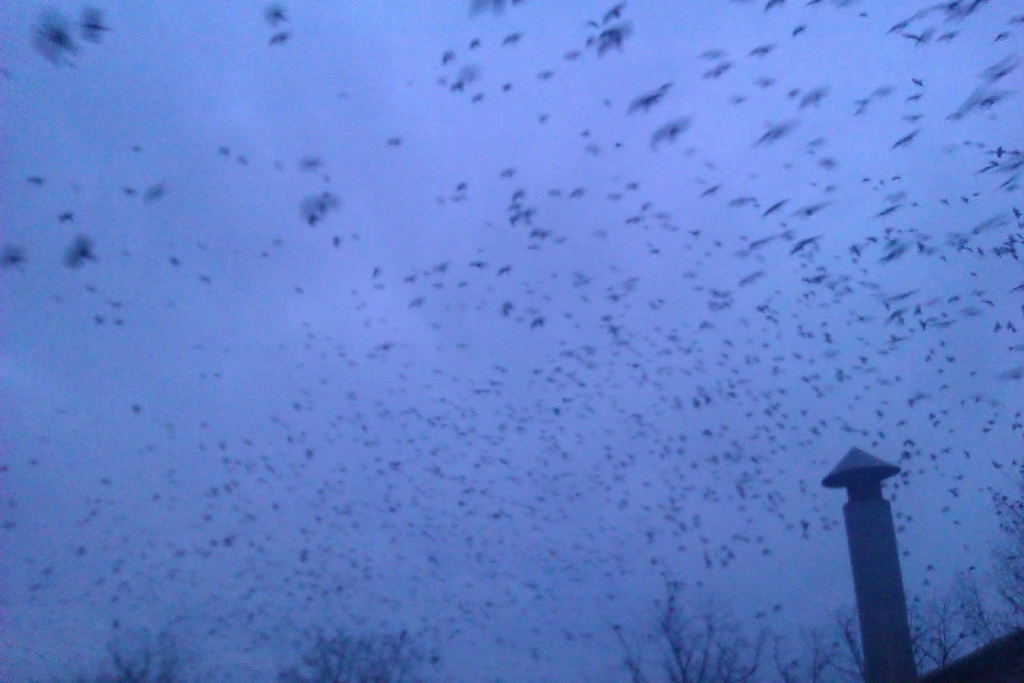 Credeţi în METEOROLOGIA TRADIŢIONALĂ? Vine sau nu FURTUNA? (VIDEO)