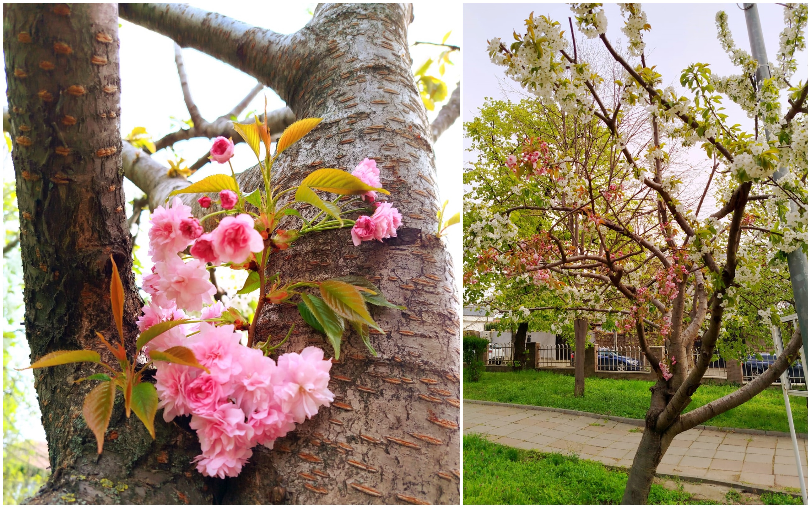 Poza zilei. Secretul roz-alb din Parcul Rizer
