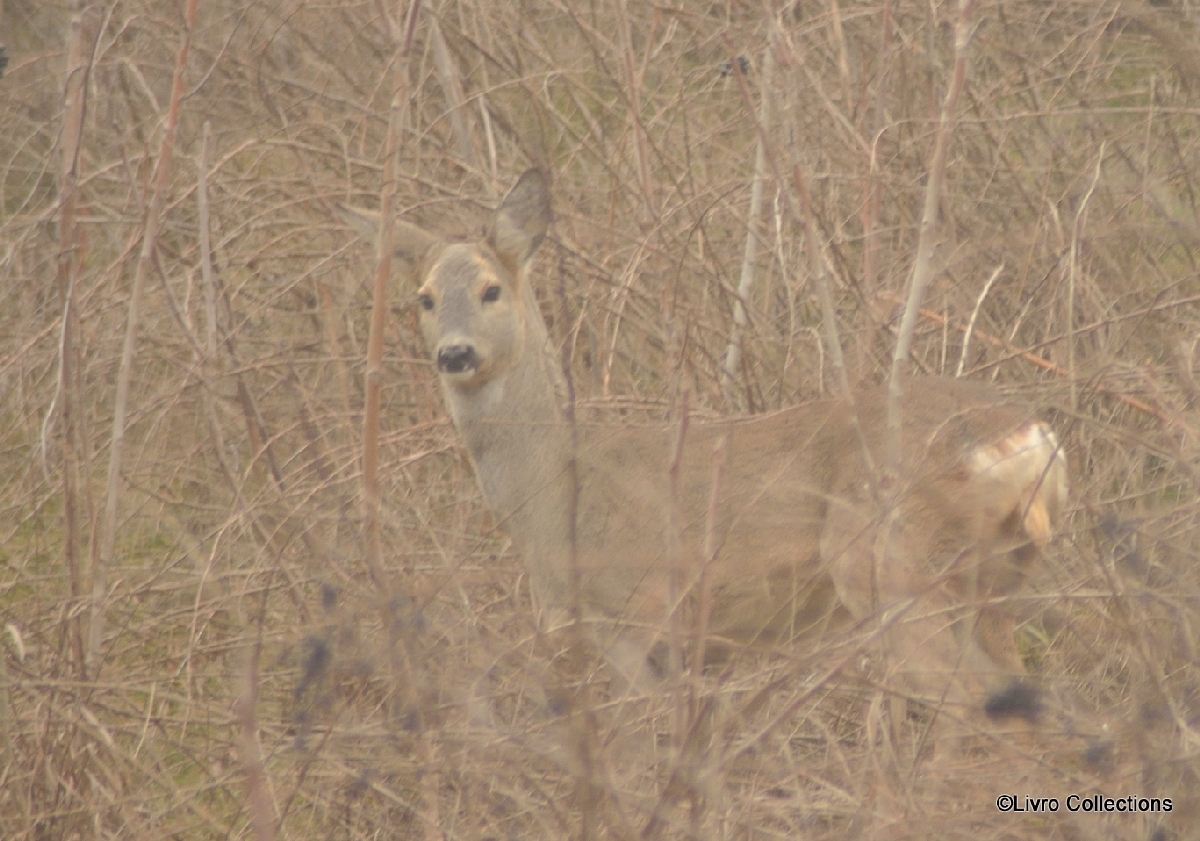 FOTO/ Căprioara de pe Faleză nu este un mit