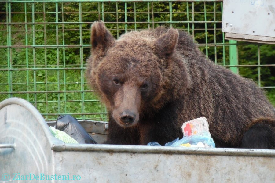 Ursul valutar și politica la picior de lemn
