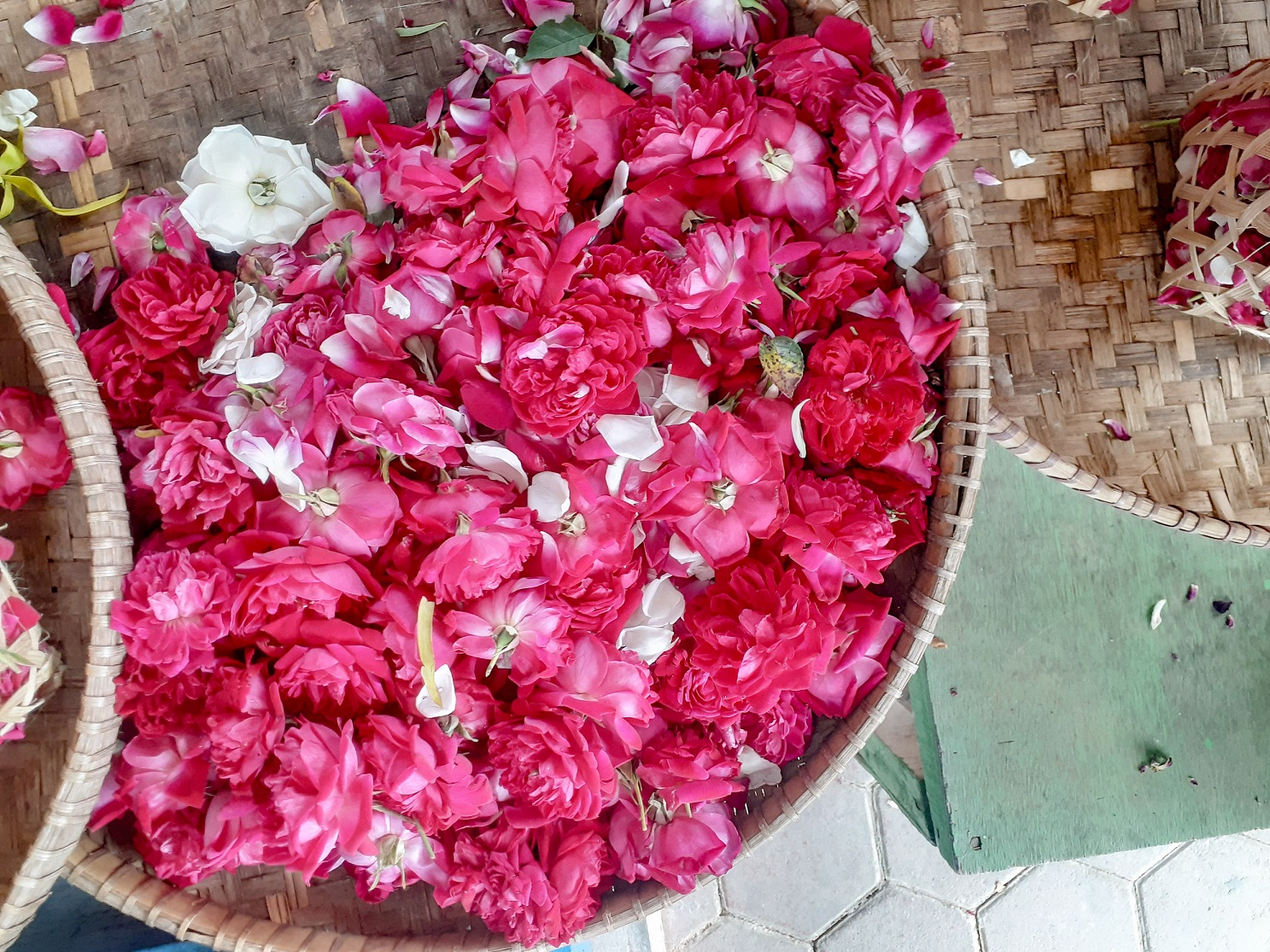 Trandafirii de mai - aromă și leac din inima naturii