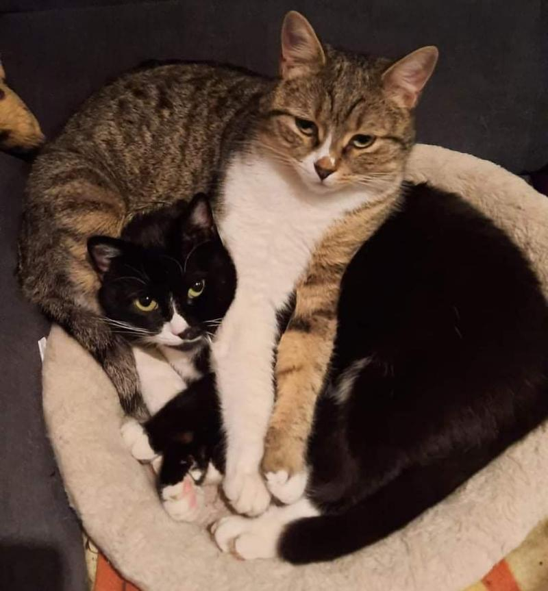 Cât de periculoasă este panleucopenia pentru pisici