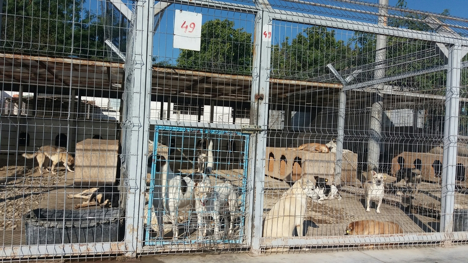 Adoptaţi şi sterilizaţi!, ne îndeamnă o gălăţeancă. Şcoala iubitorilor de animale