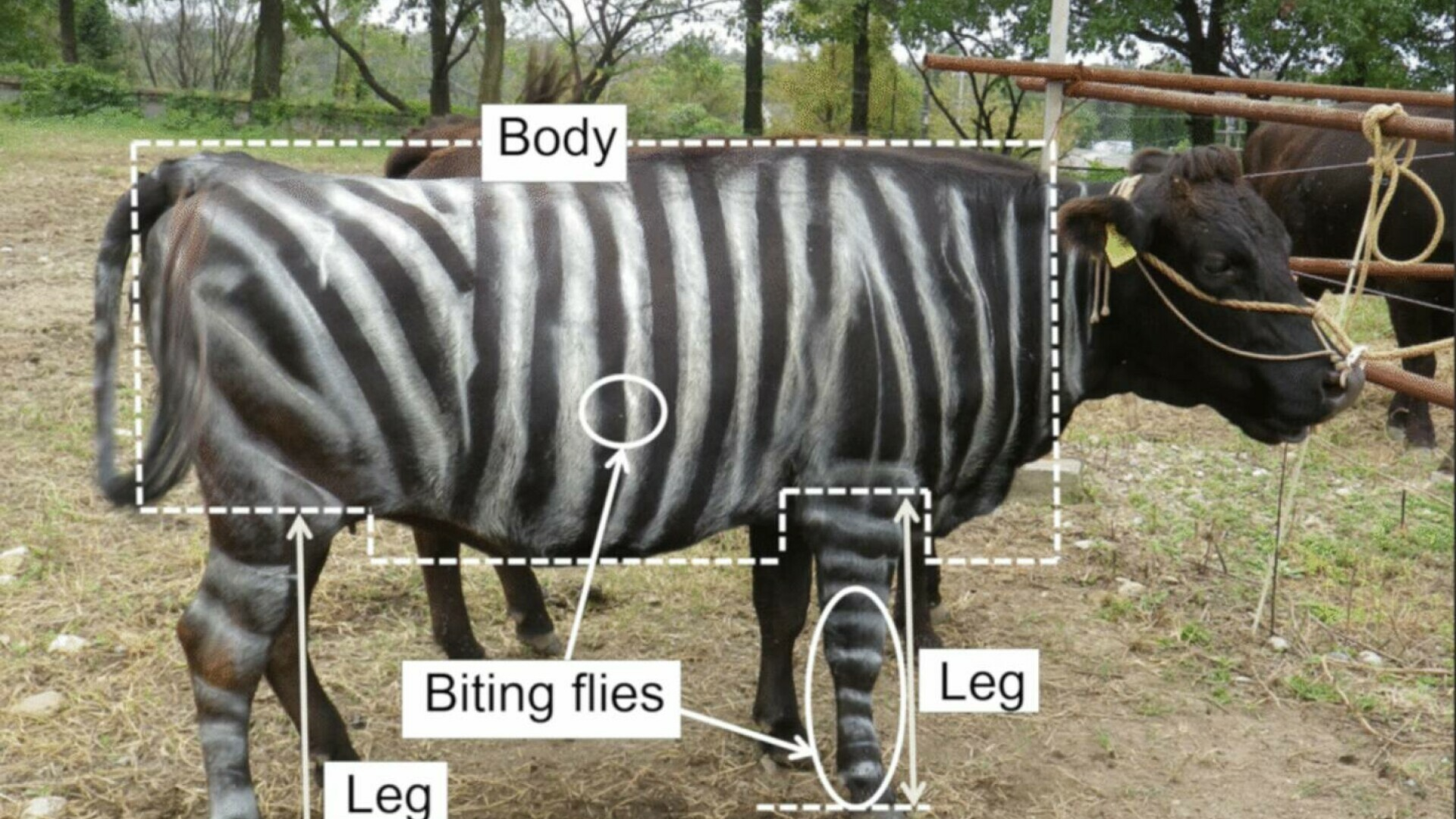 Premiile Ig Nobel pentru cele mai ciudate studii