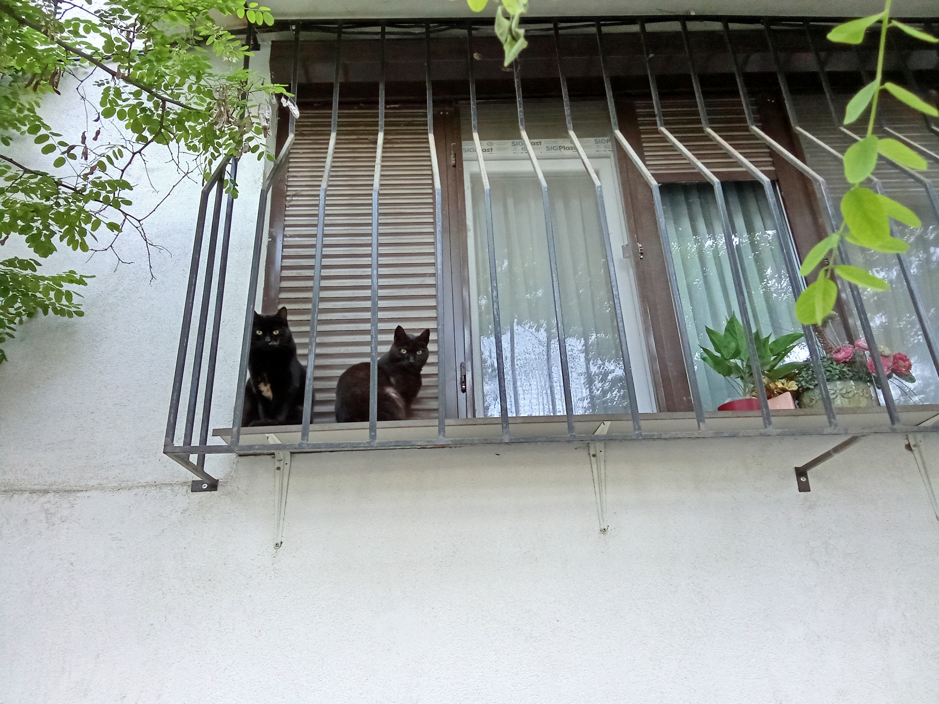 Poza zilei. Negre fără ghinion