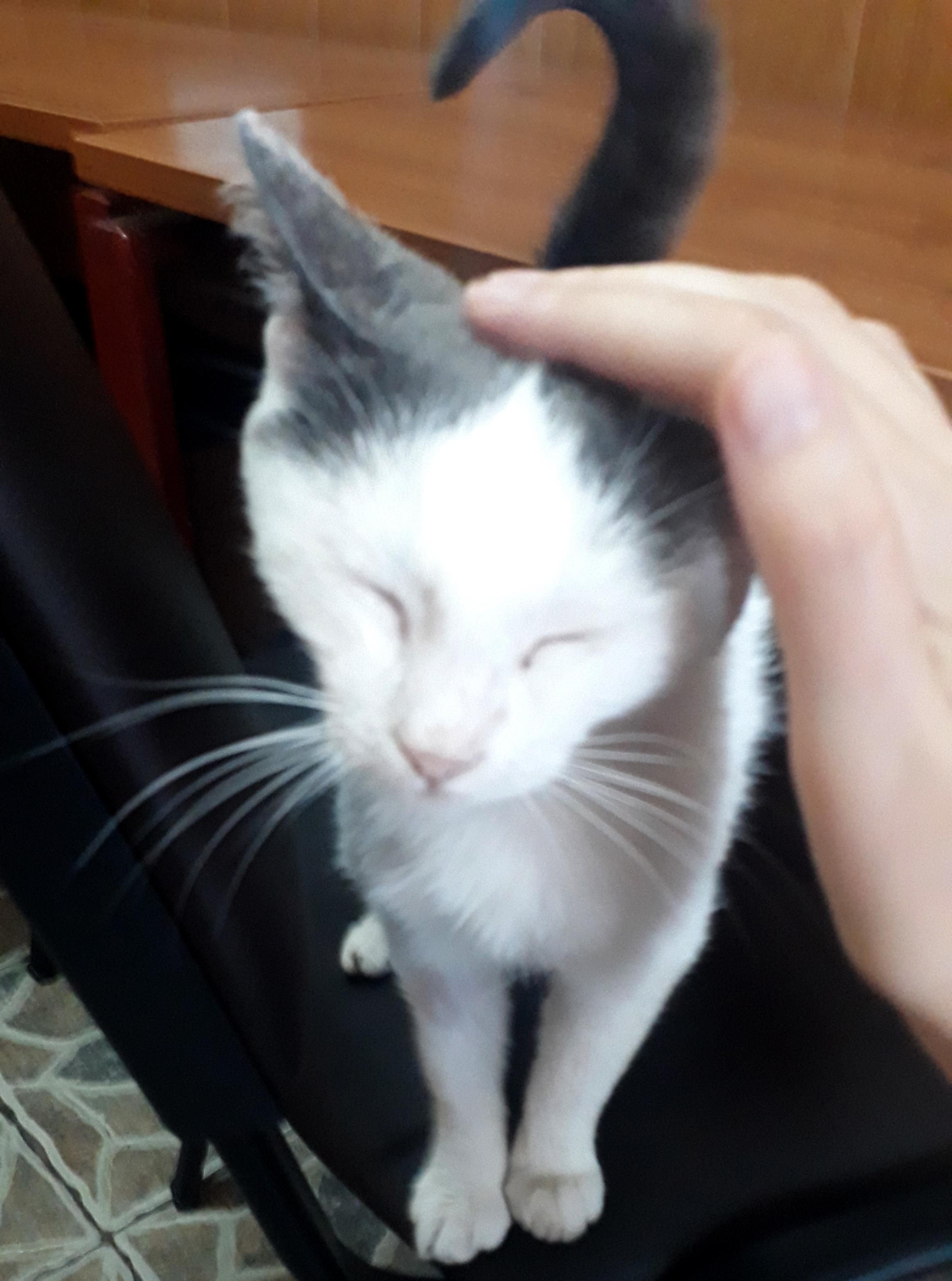 Ajutând ”Help Lăbuş”, ajuți animăluțele fără sprijin