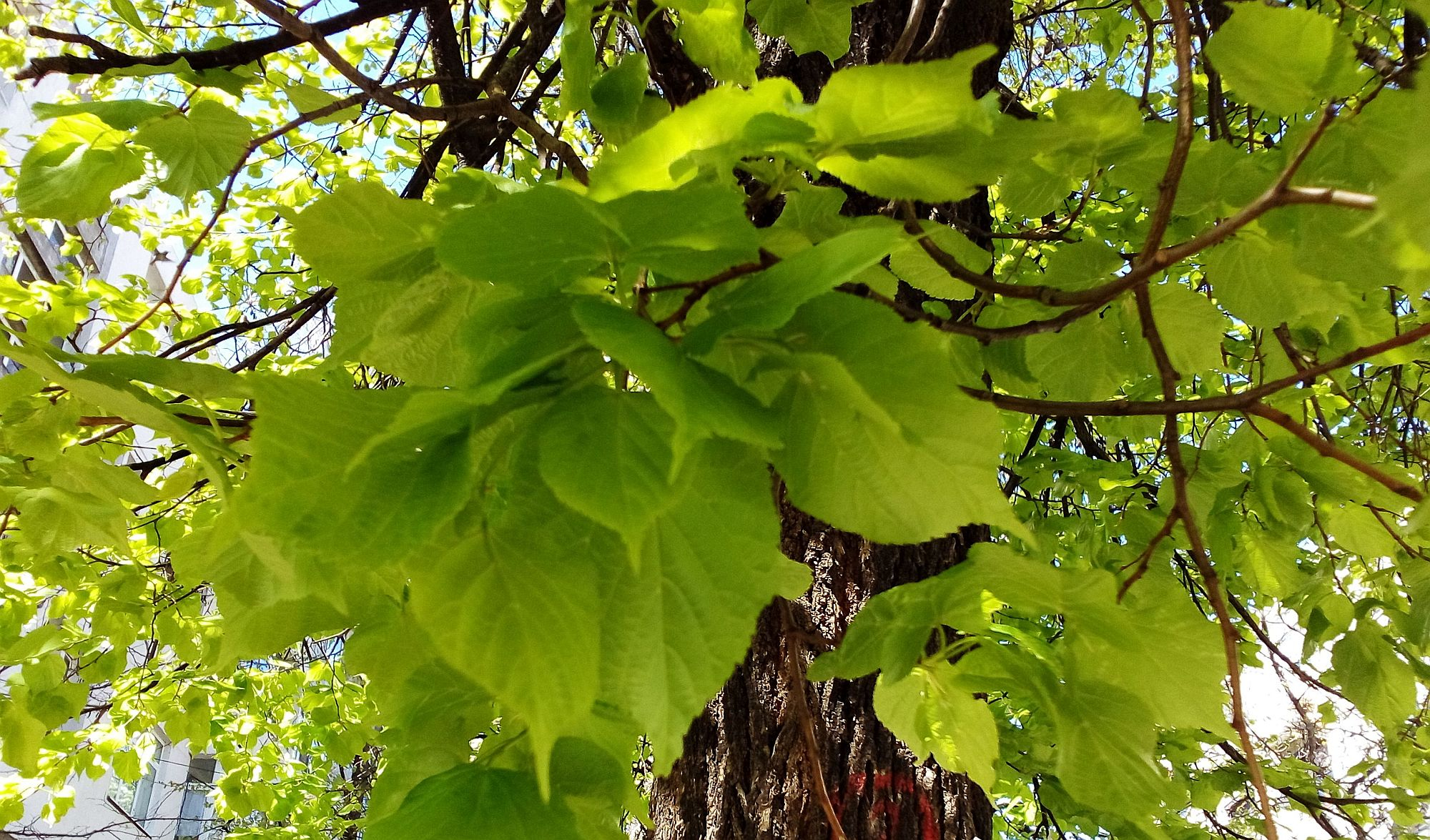 PROGNOZA METEO | Cum va fi vremea, luni, la Galați