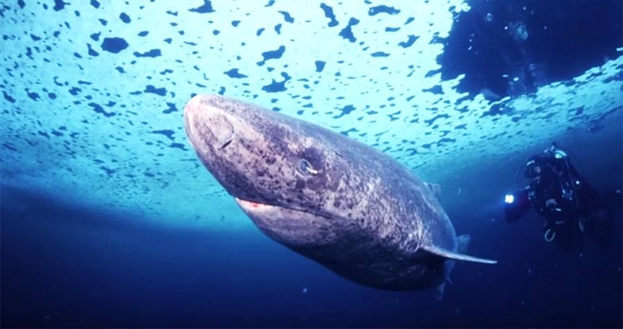 Cea mai longevivă vertebrată de pe Terra | Are aproximativ 400 de ani