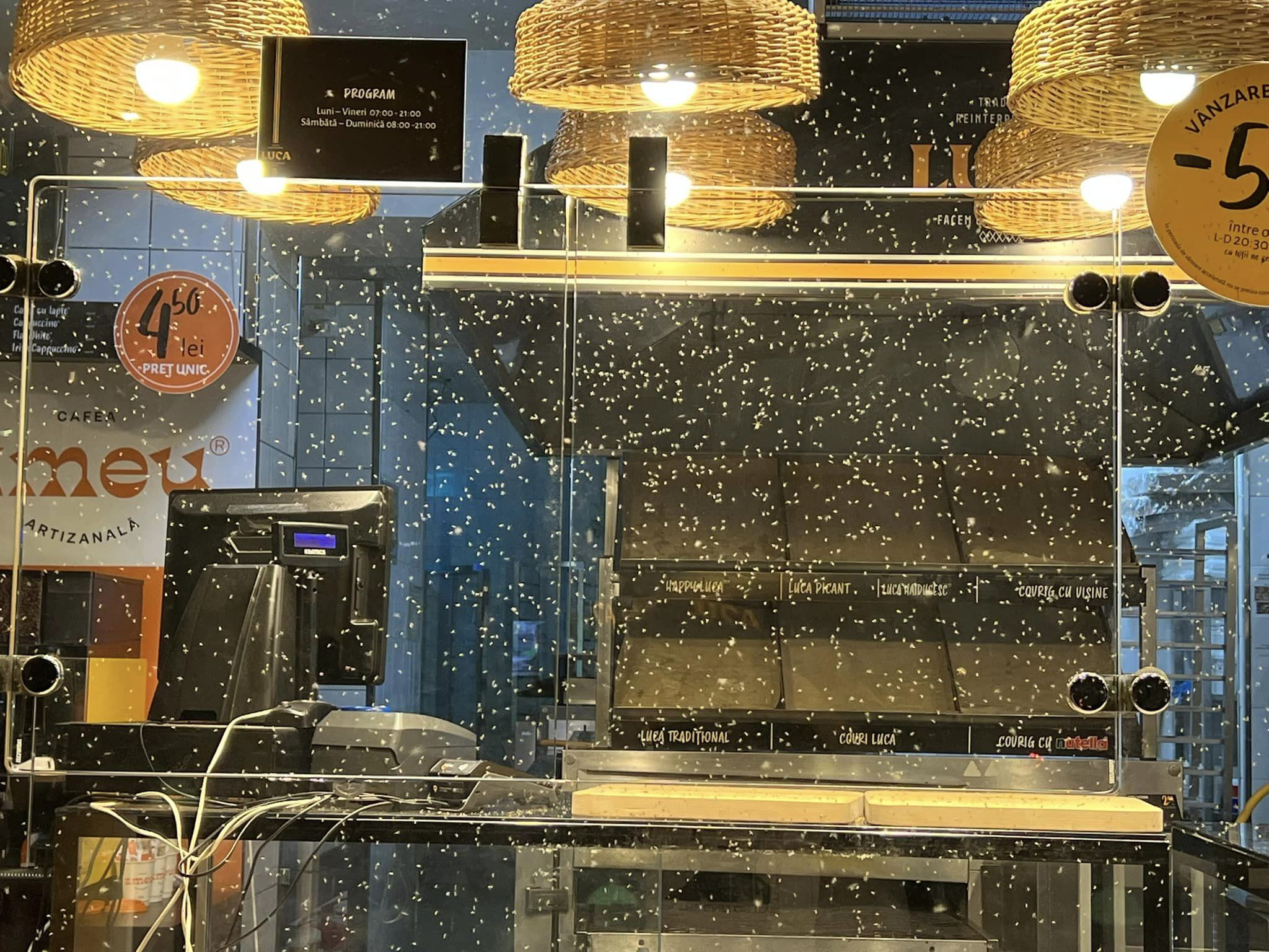 Roiurile de musculiţe şi ţânţarii ne „terorizează” până marţi