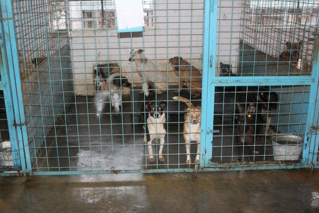 Primarul a anunţat că NOUL PADOC ar putea fi deschis anul acesta