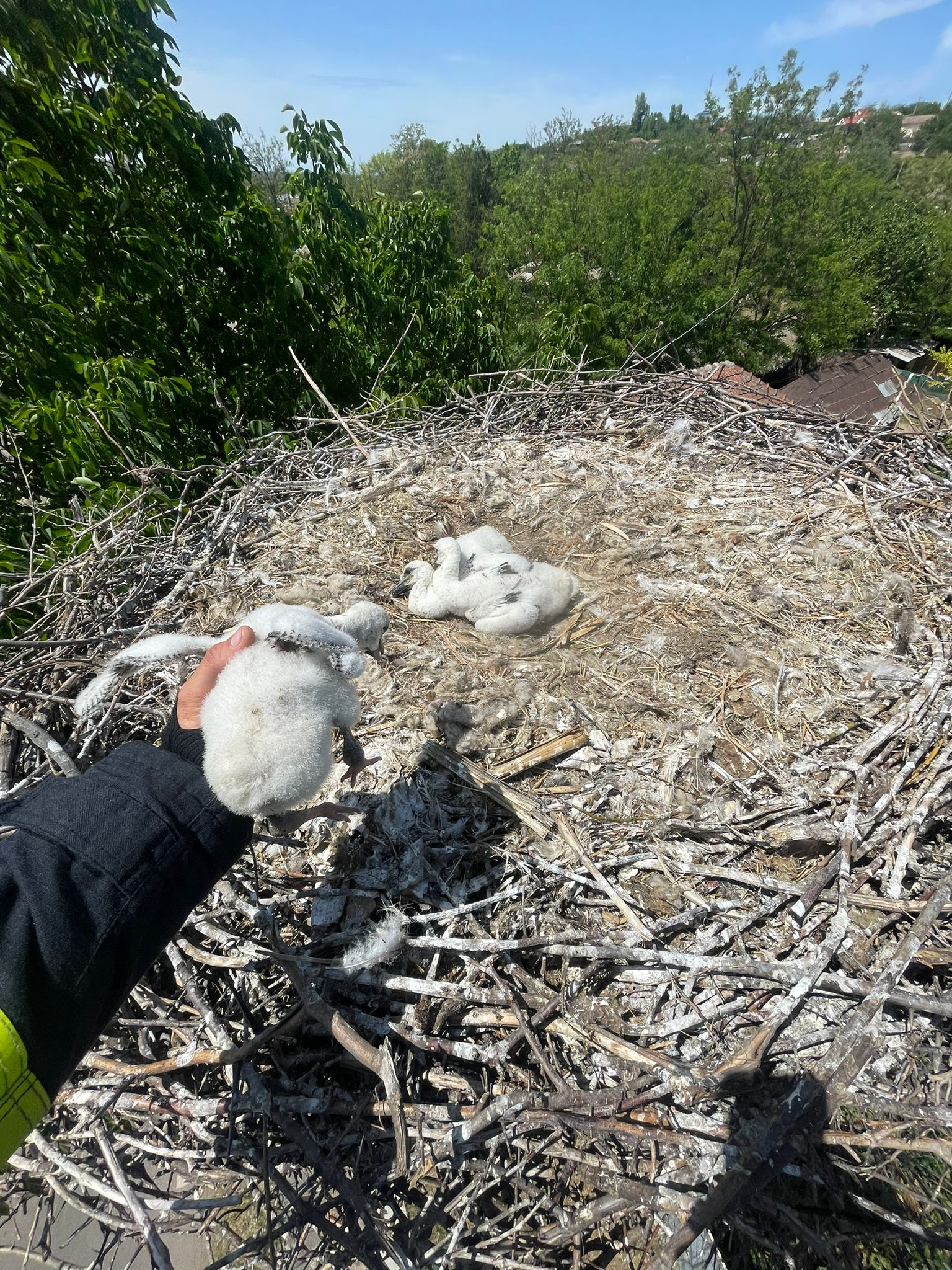 Pui de barză, ajutat de pompierii gălățeni