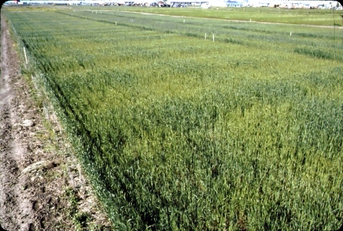 Frigul aspru a trecut. Creşte grâul! 