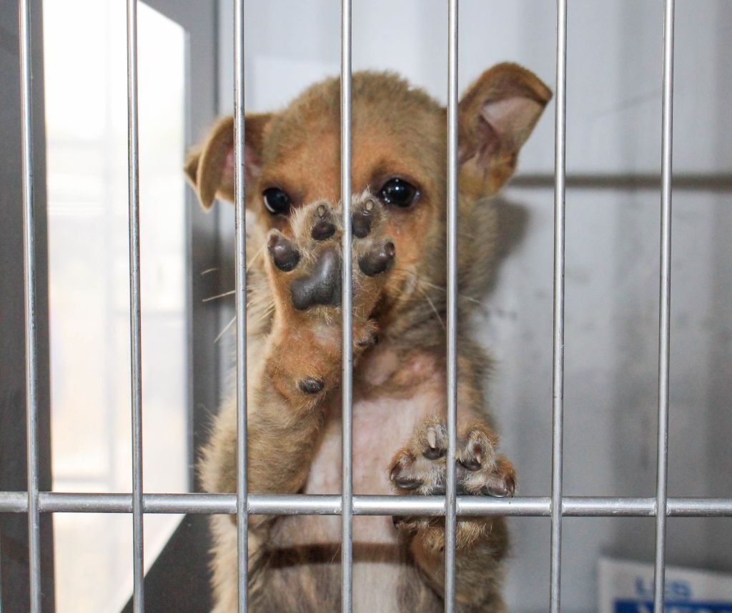 CĂȚELUȘI din padocul Ecosal, ADOPTAȚI de britanici. Şi tu poţi SALVA o VIAȚĂ!