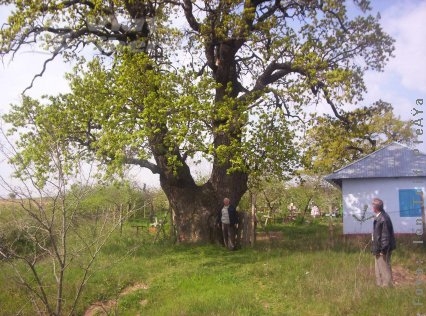 Stejarul din Grăpeni