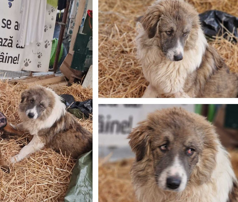 Cine are o curte şi o inimă mare pentru Ursula? Şcoala iubitorilor de animale