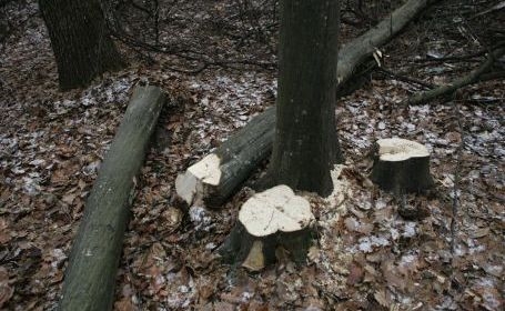 Frigul scoate hoţii din case / Defrişări ilegale în două localităţi gălăţene