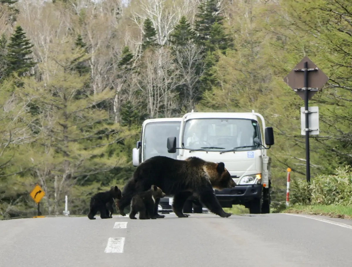 Japonia ar putea folosi armata împotriva urșilor
