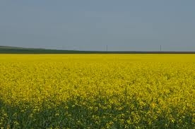 Fermierii gălăţeni au cultivat rapiţă pe riscul lor