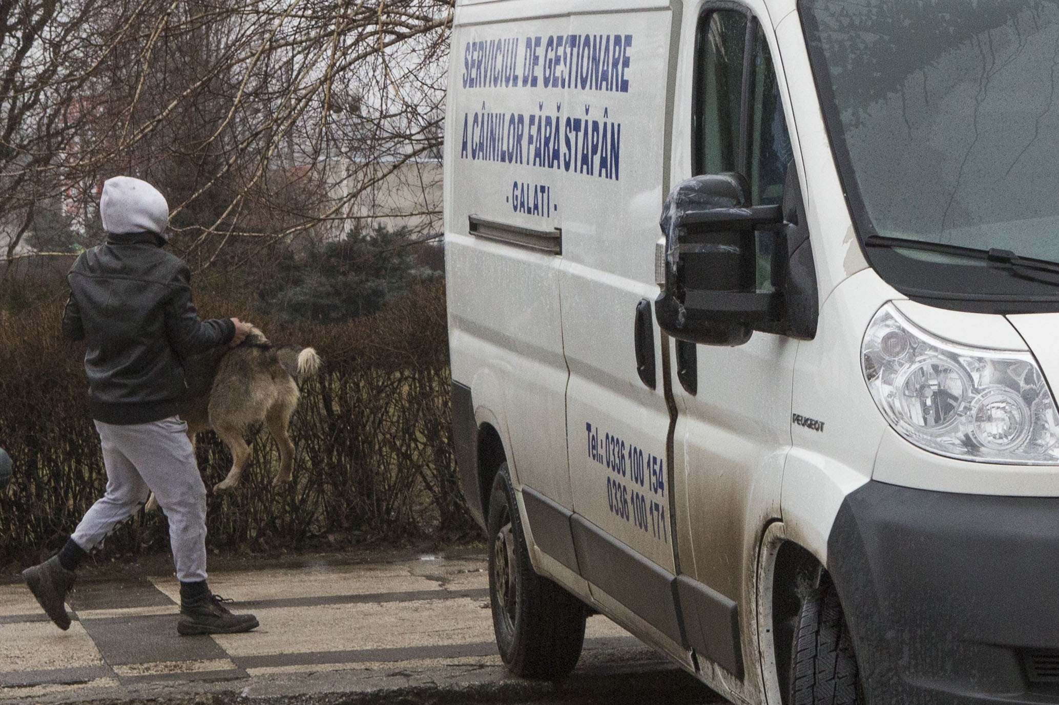 ECARISAJ la limita legii: CONSILIERE de la Bucureşti în problema MAIDANEZILOR