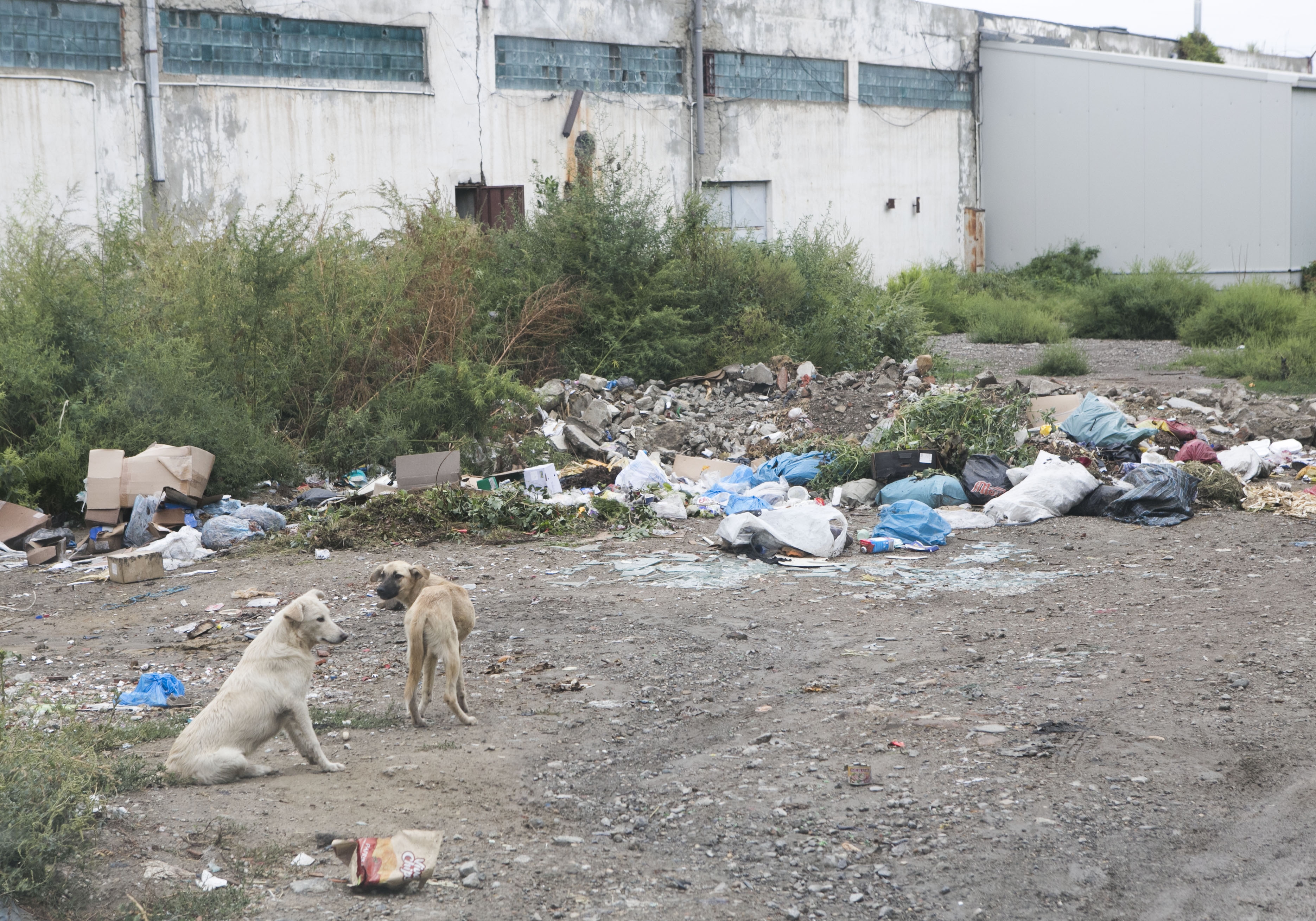 REPORTAJ/ Bariera Traian: Cartierul gropilor de gunoi ilegale (FOTO)