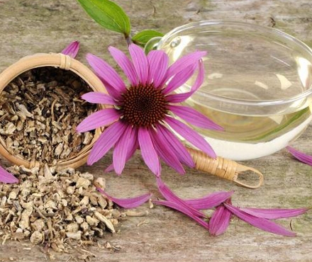 Echinaceea te scapă de infecţii