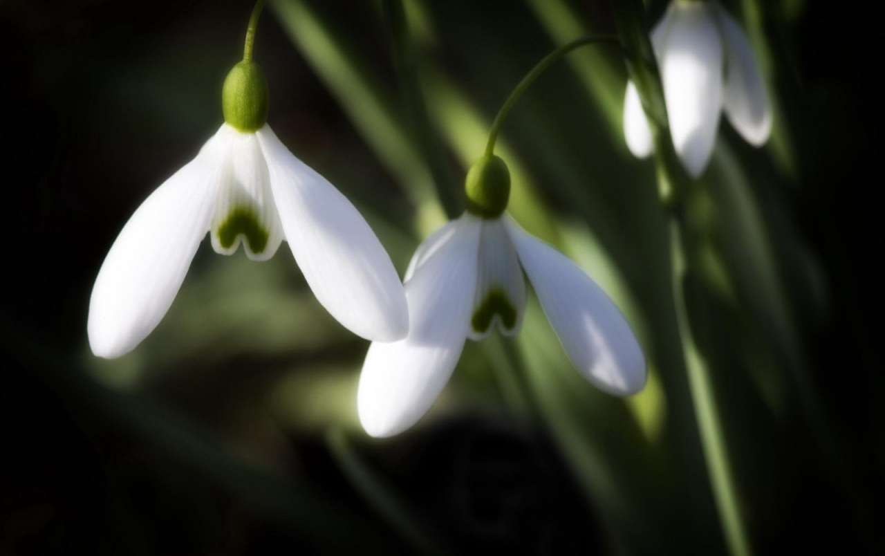 LA MULȚI ANI, DOAMNELOR ȘI DOMNIȘOARELOR!
