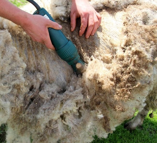 BANI de la stat pentru lâna vândută