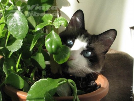  Şcoala iubitorilor de animale