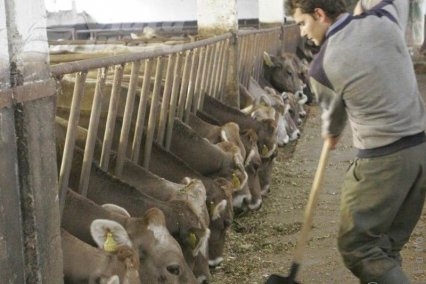 În sfârşit, vin banii vacii!