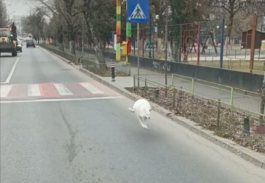 Pui de cangur alb, scăpat pe stradă în Sectorul 5