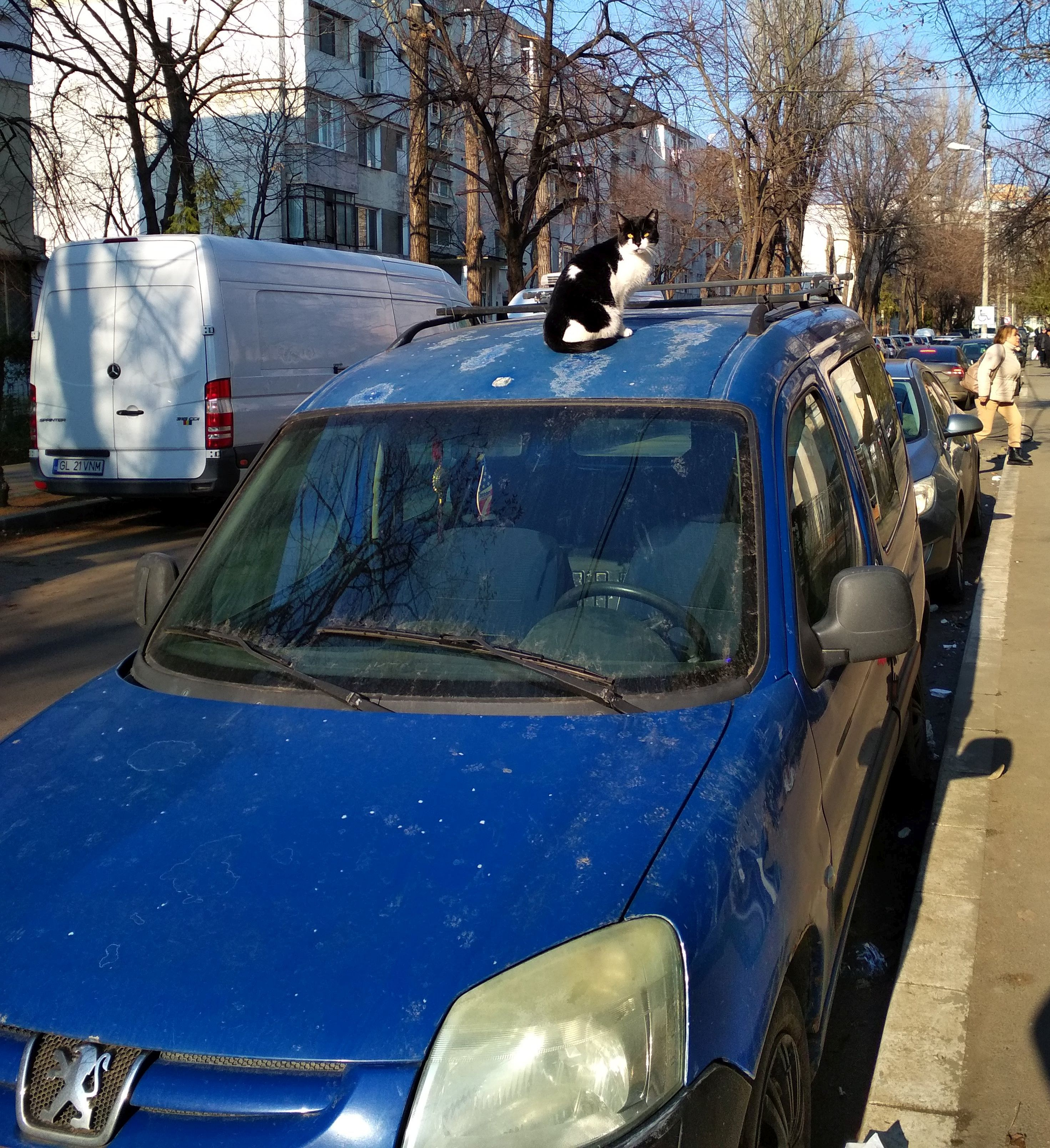 Poza zilei. Ca între feline... de la pisică la leul Peugeot