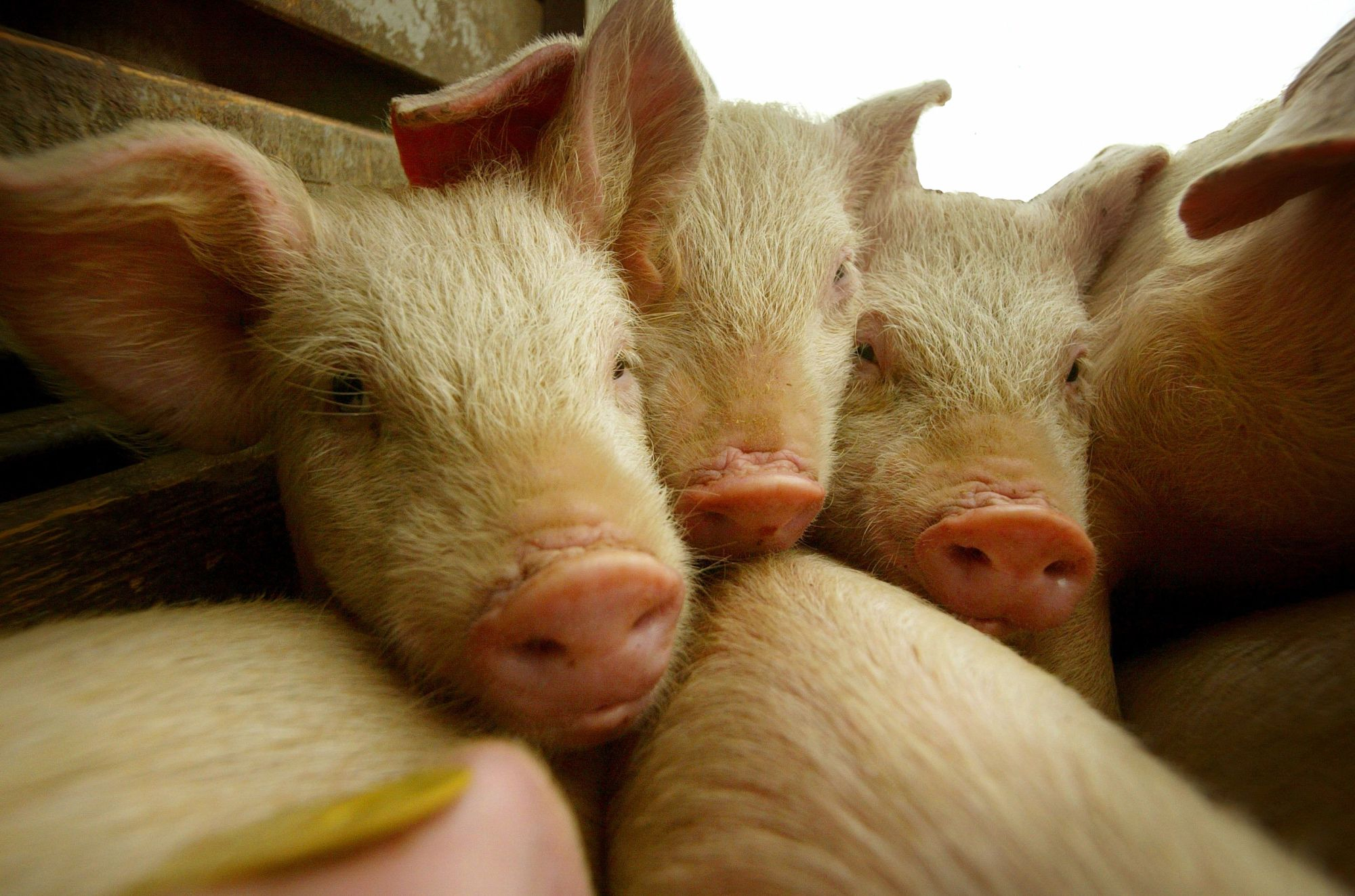 Afacerist din Galați, în centrul unui nou scandal penal. Corupție cu fonduri UE, la o fermă de porci