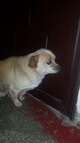 ADOPTĂ UN SUFLET. Pechinez disponibil pentru adopţie