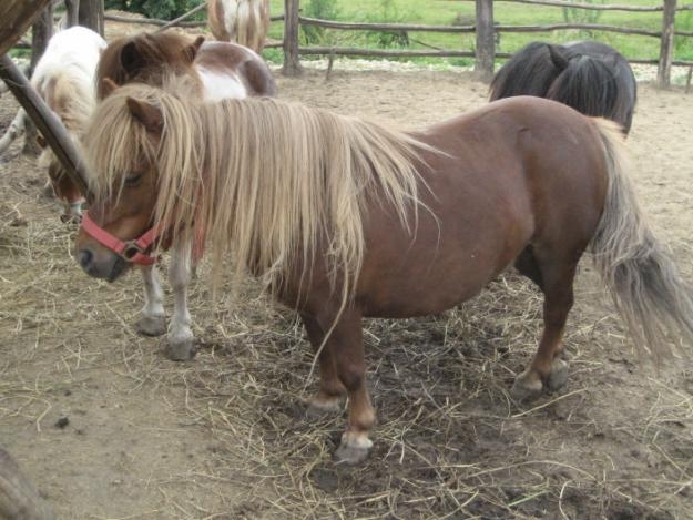 Galaţiul devine patria poneilor. La herghelia de la Tuluceşti vor fi aduse 43 de exemplare