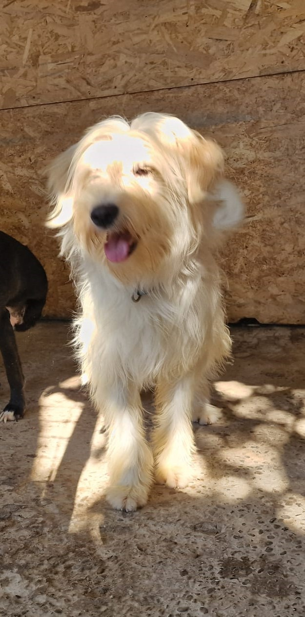 O bomboană de căţel îşi caută o familie. Şcoala iubitorilor de animale