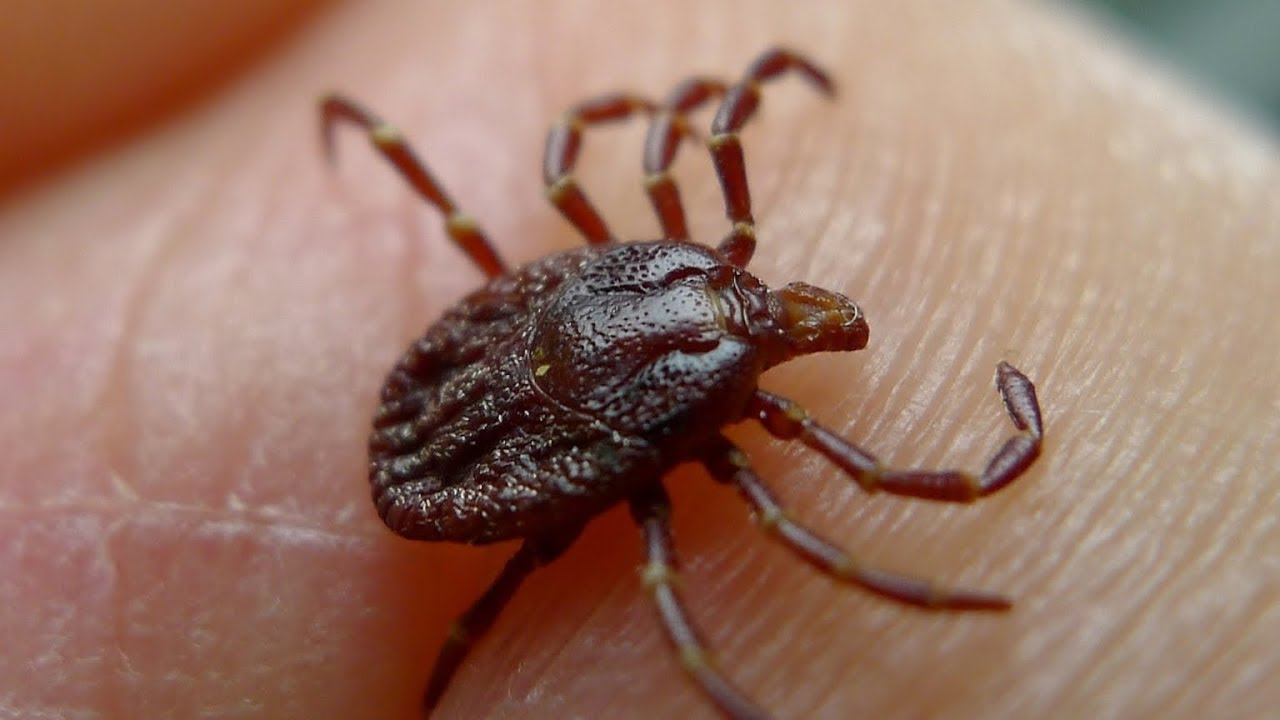 A început sezonul căpușelor. Mușcăturile de la iarbă verde pot provoca boli grave